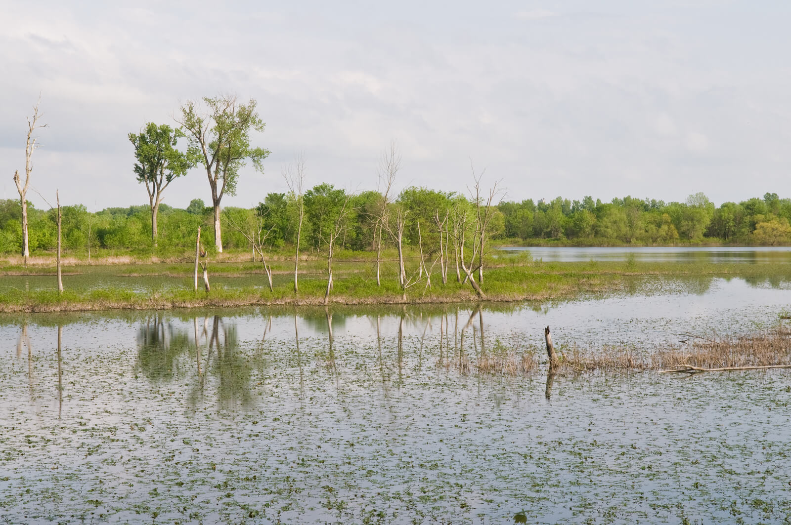 Upper Mississippi River Ducks Unlimited